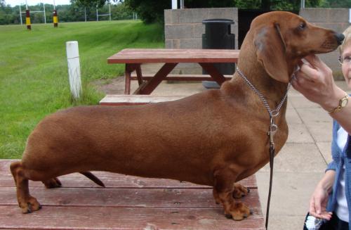 Manston Dog Shows Manston Dog Shows